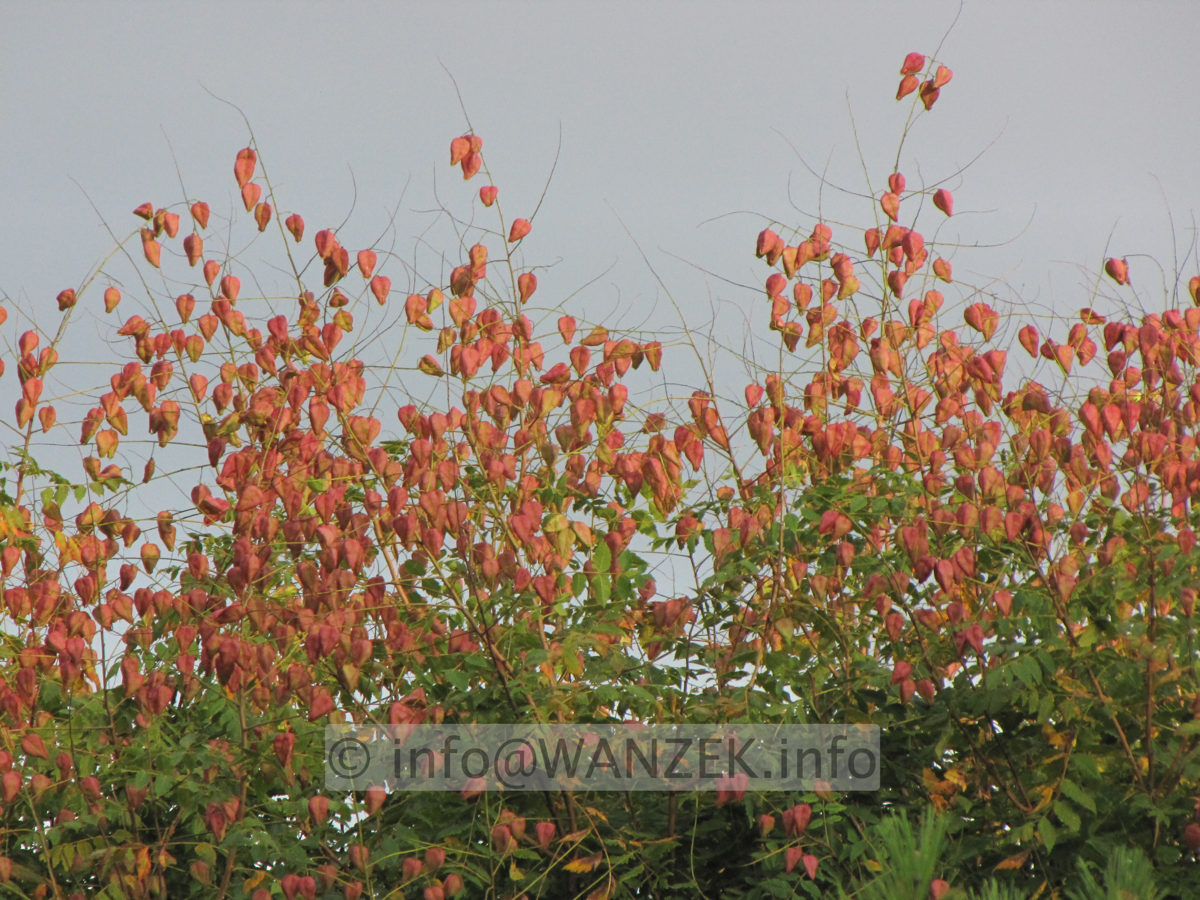 Koelreuteria paniculata 09.JPG